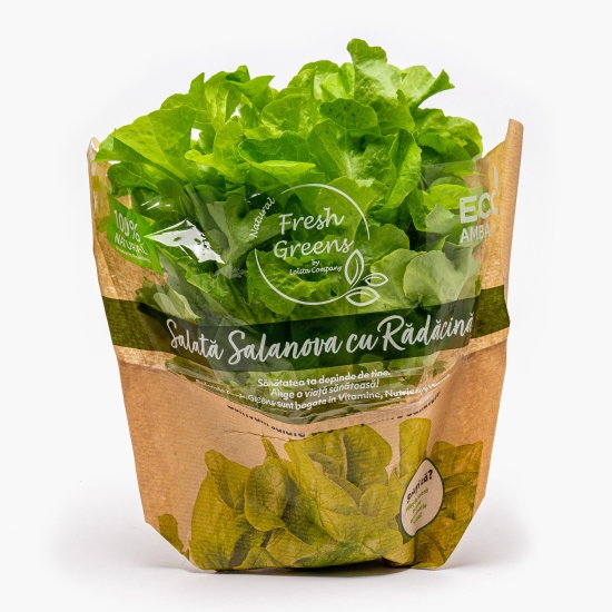 Terra Verde Salată Salanova cu rădăcină, România, 1 buc