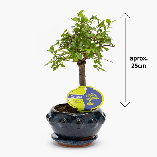 Bonsai, diferite specii - Prospețime și varietate - Freshful.ro