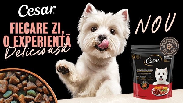 Ofertă specială: Cesar