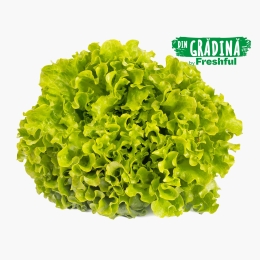 Salată creață România 1 buc 