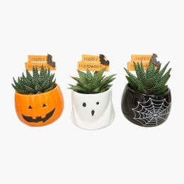 Aloe decor Halloween 8.5cm, diverse modele, 1 buc (plantă în ghiveci)