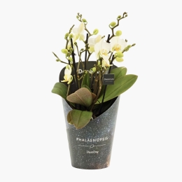 Floare orhidee Laussane
