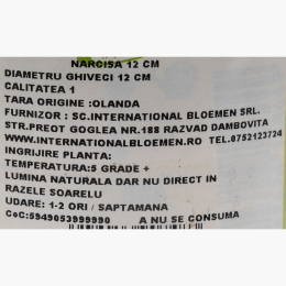 Narcisă în ghiveci, 12cm