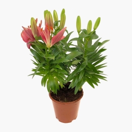 Crin Asiatic Lily Looks sleeve, diverse culori