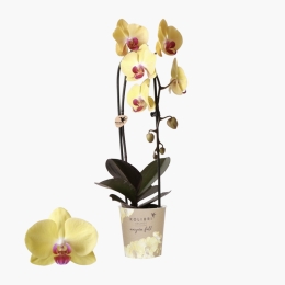 Floare orhidee Niagara