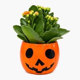 Kalanchoe în ghiveci de ceramică dovleac