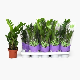 Zamioculcas 40cm (plantă în ghiveci)