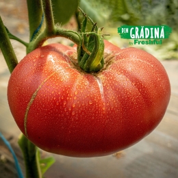 Roșii de grădină România (Băleni) 1.5kg