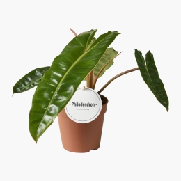 Philodendron Billetiae (plantă în ghiveci)