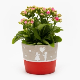 Flori în vas ceramic diferite modele