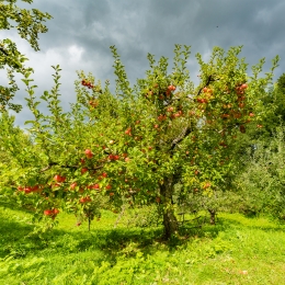 Mere Frumos de Voinești, România, minim 1kg
