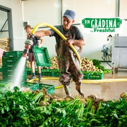 Țelină cu frunze România 1 bucată