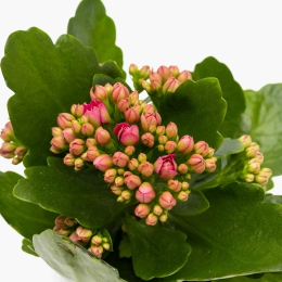 Floare mini Kalanchoe în vas ceramic Funny Pet, diferite culori