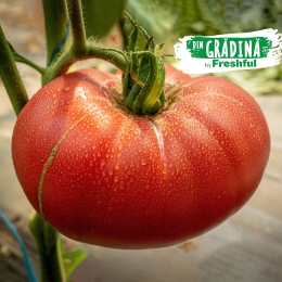 Roșii de grădină România (Băleni) 1.5kg