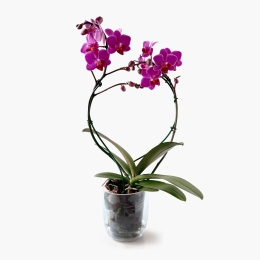Orhidee 2 stem 12 cm, diverse culori
