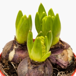 Floare zambilă, diferite culori, 3 bulbi, 12cm	