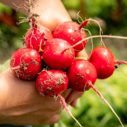 Ridichi roșii eco, 1 legătură, Bioferma Niculești