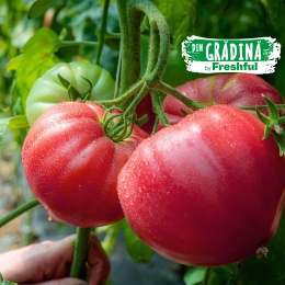 Roșii roz eco România 500g