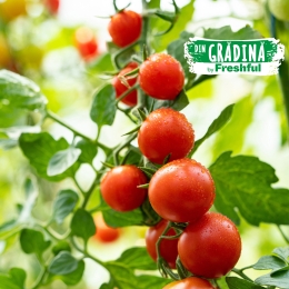 Roșii cherry România 500g