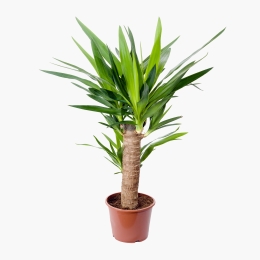 Floare Yucca 14cm