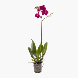 Floare orhidee, 1 tijă, diverse culori