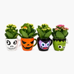 Kalanchoe în ghiveci ceramic Halloween, diverse modele și culori
