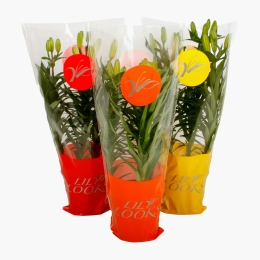 Crin Asiatic Lily Looks sleeve, diverse culori
