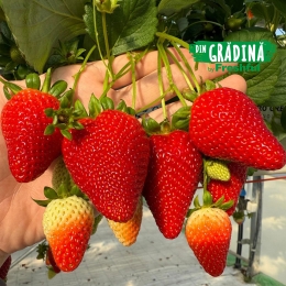 Căpșune de Teslui 250g