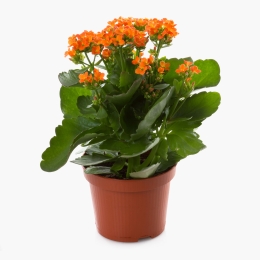 Floare kalanchoe, diverse culori, 10.5cm