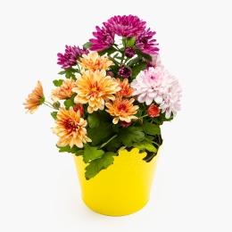 Floare Crizantemă trio în ghiveci