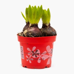 Floare zambilă, diferite culori, 3 bulbi, 12cm	