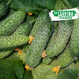 Castraveți cornichon eco România 500g