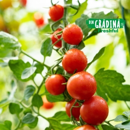 Roșii cherry România 500g