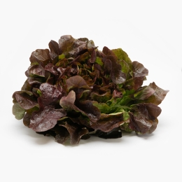 Salată Oakleaf România eco 1 buc