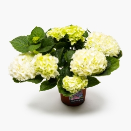 Hortensia Macrophylla în ghiveci, diverse culori