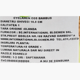 Floare Cyclamen în coș de bambus cu toartă