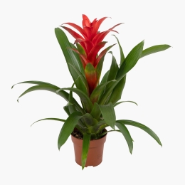 Guzmania 12cm
