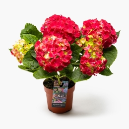 Hortensia Macrophylla în ghiveci, diverse culori