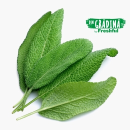 Salvie eco, proaspătă din fermă 25g