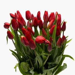 Buchet lalele roșii 50 fire