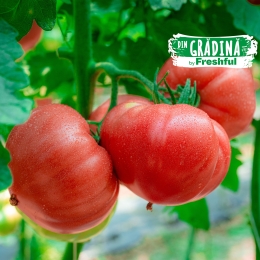 Roșii roz eco România 1.5kg