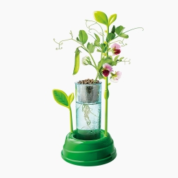 Știință & joacă: Grădina mea, +8 ani