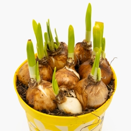 Narcisă în ghiveci, 12cm