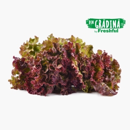 Salată roșie creață România 1 buc