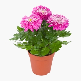 Crizantemă Zembla în ghiveci, diverse culori