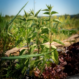 Urzici eco 350g, Bioferma Niculești