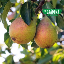 Pere Cure de Voinești minim 1kg