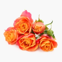 Buchet trandafiri, 5 fire, diverse culori