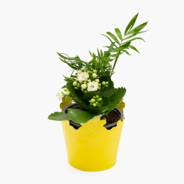 Mix plante în ghiveci zinc, 12cm