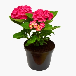 Hortensia Macrophylla în ghiveci, diverse culori